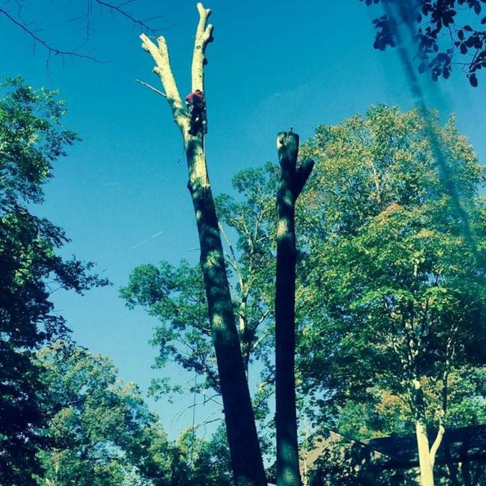 I remove  trees beautifull people - Picture 5 of 5